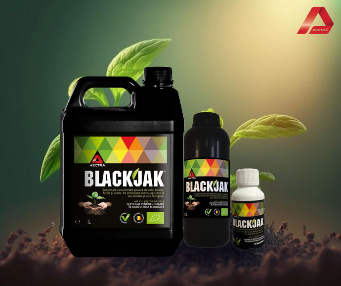 Blackjak pe raft